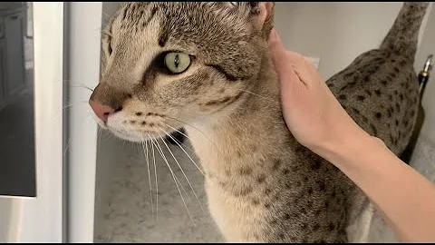 Video 252601: f2 savannah cats meowing, cats meowing purring, happy cat purring, big cat meow, cute cat