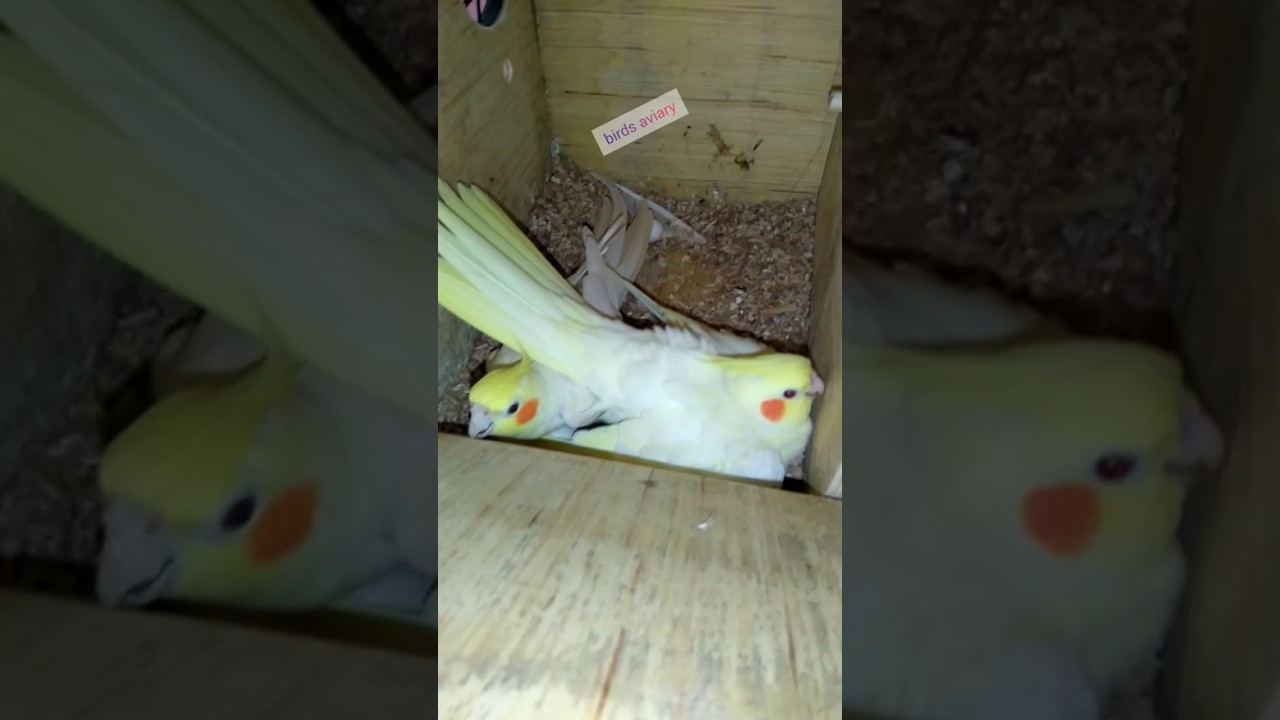 Cockatiel birds lay their eggs on it 😍 