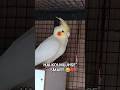 DAY 122 - HAI MUJHSE KOI SMART #budgielovers #birdcare #budgiecare #budgies #ytshorts #explore