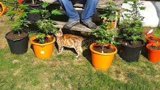 Guerilla grow 2026