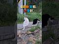 구독과 좋아요는 두냥이에게 힘이 됩니다^^ #고양이산책 #시골고양이 #모찌와파찌 #고양이일상 #냥스타그램  #시골일기  #힐링영상 #귀여운고양이 #고양이산책길  #육동영희네