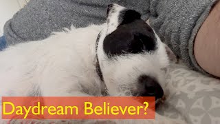 Daydream Believer?  Life with a Parson Russell Terrier