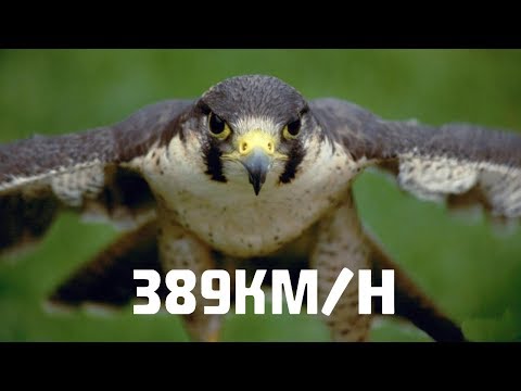 Vídeo: Quais Pássaros Voam Mais Rápido