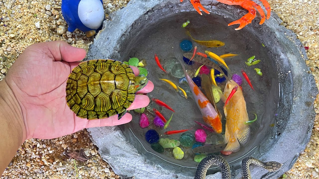 Find real turtle, goldfish, tetra, betta, koi, lemon, catfish ...