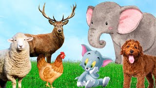 Herbivores, names of animals - Cows, Elephants, Horses, Sheep, Giraffes,... by Animal Paradise 43,894 views 1 year ago 8 minutes, 41 seconds