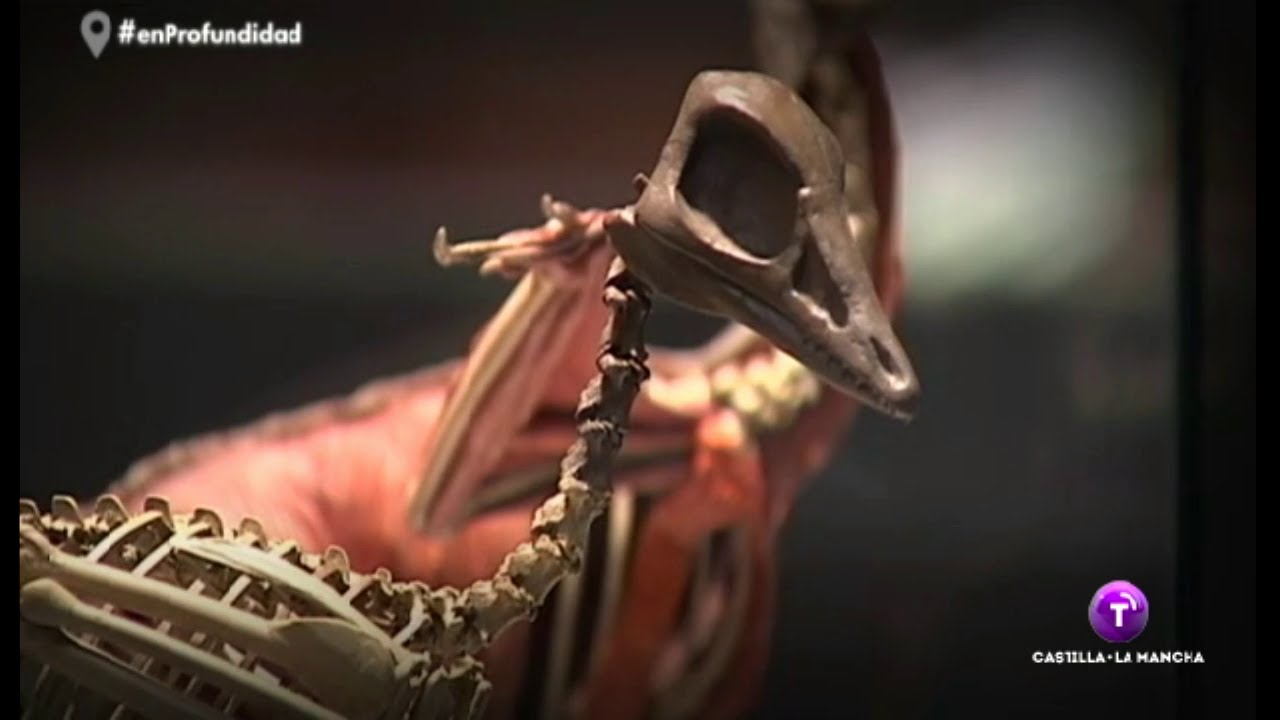 Dinosaurios en Cuenca