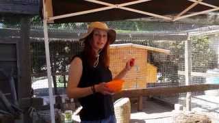 Chicken Clicker Training - Step One