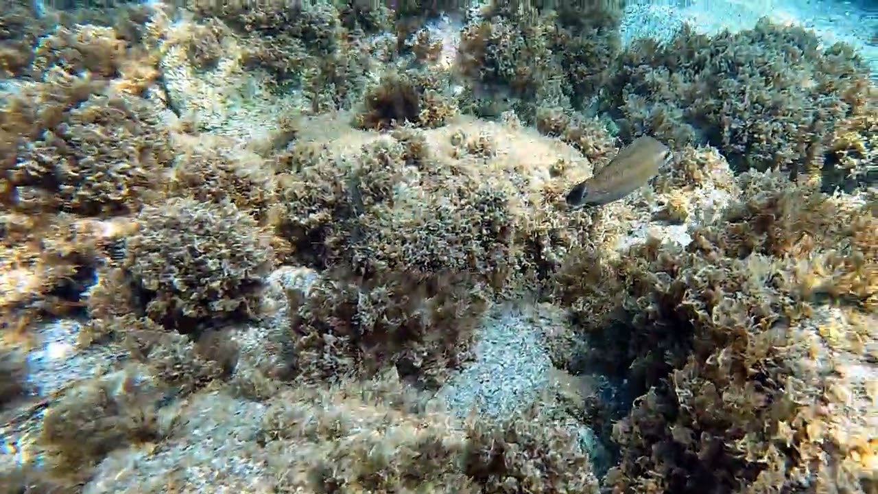 Symphodus tinca female