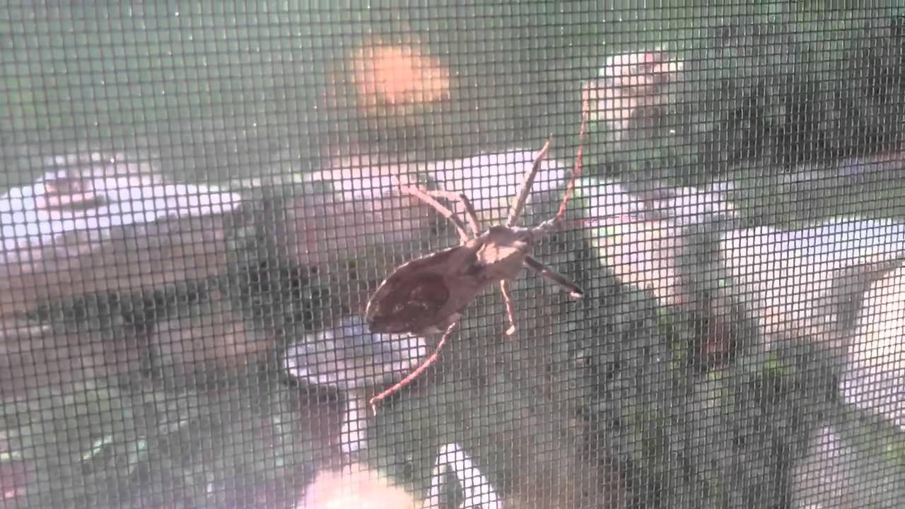 What the hell is this... camera iphone 8 plus apk