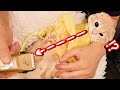 お尻の毛をバリカンで初めて刈られる子猫の様子が...