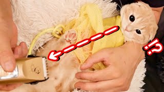 お尻の毛をバリカンで初めて刈られる子猫の様子が...