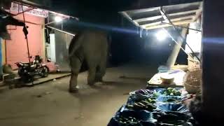 Asian Elephant Runs Through Village During Lockdown
