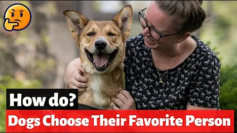 How do you know a dog's favorite person?