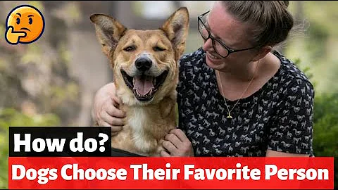 Do dogs get attached to one family member?