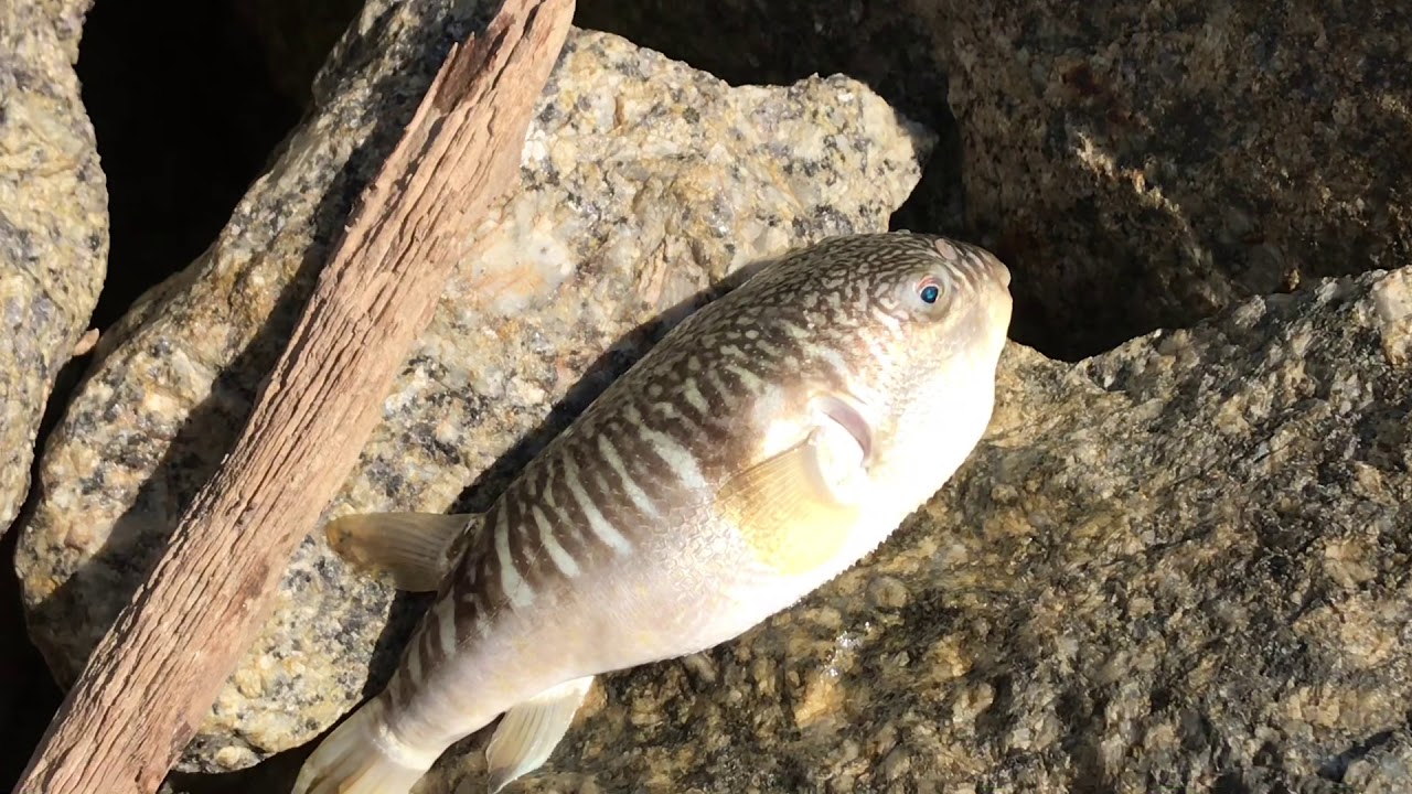 MEMANCING PANTAI MELAKA 