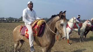 Horsh race gorakhpur pipiganj bharwal