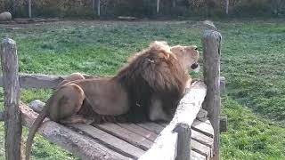 Lions have a bit of a domestic at Moncton Zoo.