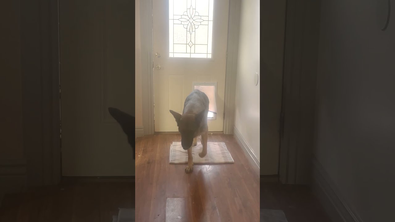 Deer Follows Dogs Inside The House 