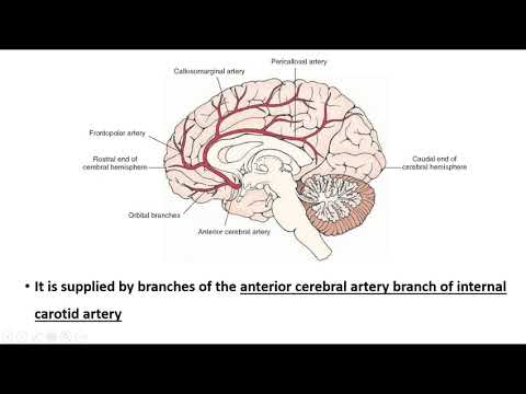 PARACENTRAL LOBULE-ийн талаар товч мэдээлэл өгнө үү