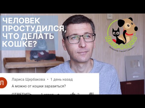 Может ли кошка заразиться простудой от человека? | Может ли человек заразиться от кошки простудой?