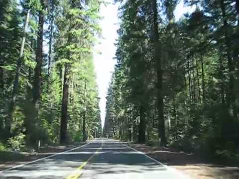 Driving in Douglas-firs, Rogue River Forest, Orego...