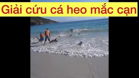 Cá heo mắc cạn người dân cứu giúp.VIDEO rất hay.