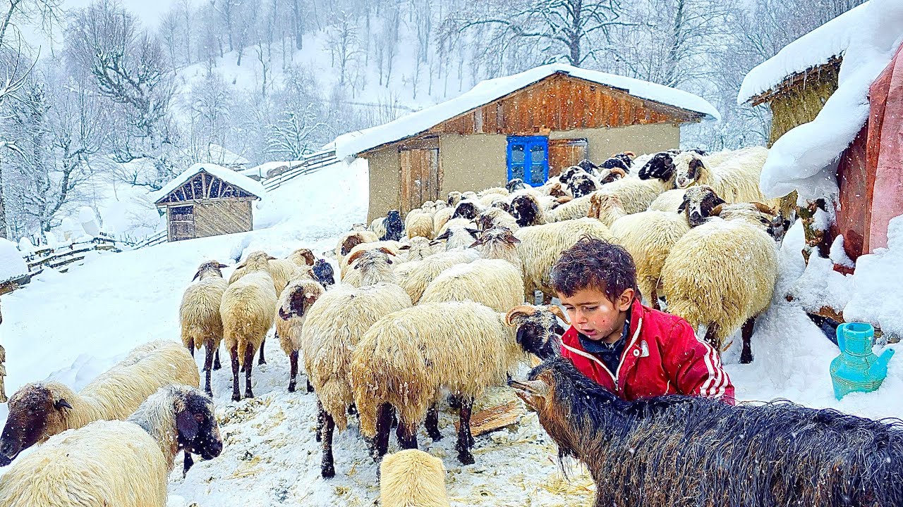 Survival in a Deep Snow Forest: A 3-Year-Old’s Life in a Remote Cabin
