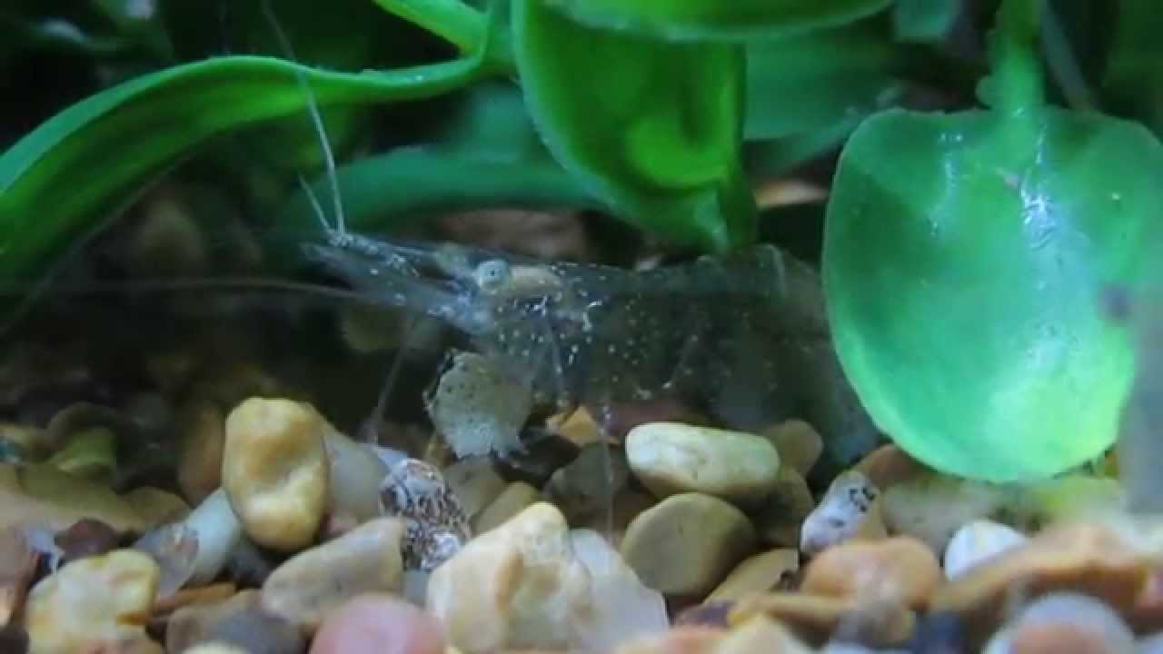 Ghost Shrimp Feeding in Aquarium (Up Close) YouTube