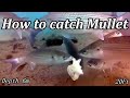 #mulletfishing How to catch mullet with bread
