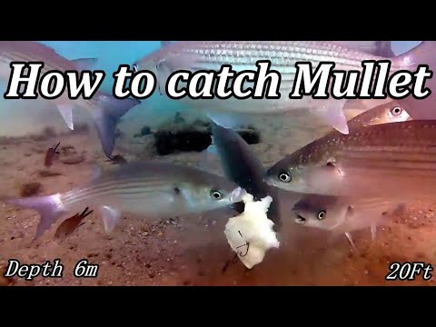 How to easily WHACK a FattieVUDU MULLET 