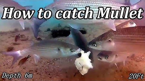 Hoe je grote mul in diep water vangt met deze rig #vissen#mulvissen