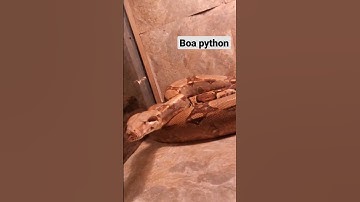 Boa & Ball Python