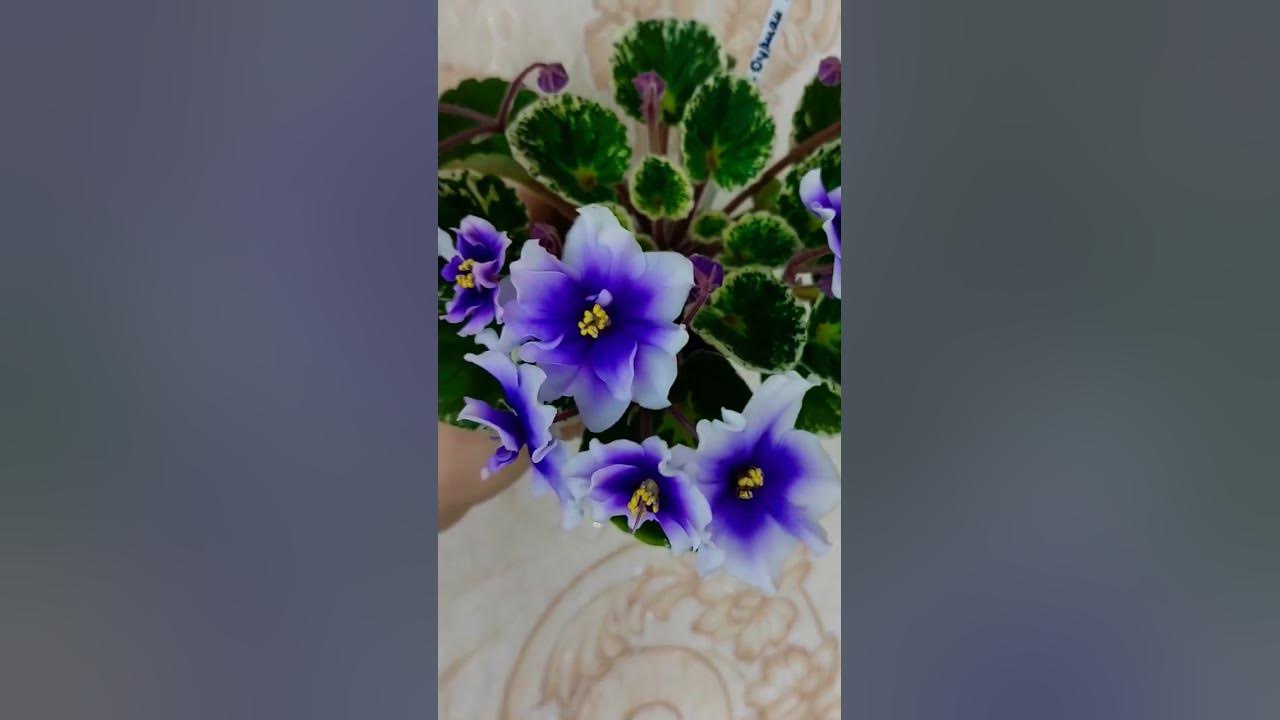 Р-Дурман 🌺🌺🌺 - YouTube