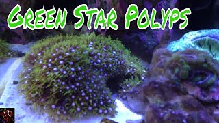 Green Star Polyp Care Guide