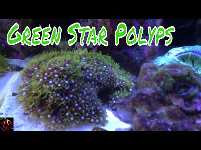 Tidal Gardens - Green Star Polyps