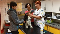 Veterinářka Lucie Míková vyšetřuje psa, který má problém se zády