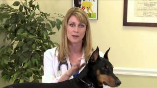 Dog Coughing: Symptoms of kennel cough & treatment options