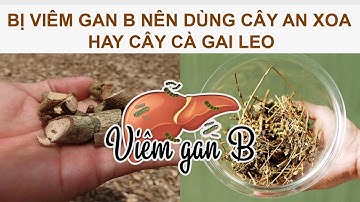 BỊ VIÊM GAN B NÊN DÙNG CÂY AN XOA HAY CÂY CÀ GAI LEO?