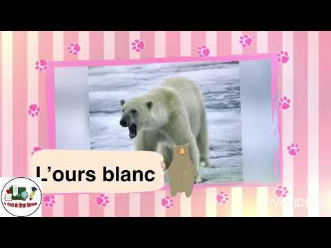 Vidéo: Différence Entre L'ours Polaire Et L'ours Brun