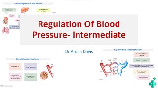 Intermediate Regulation Of Blood Pressure/MBBS/ First Year /Physiology