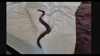 Homeowners Are Terrified After Finding A Snake Living In Their Bed
