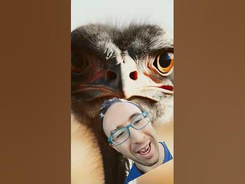 Ostriches...Even weirder than you think! - YouTube Ostriches...Even weirder than you think! - YouTube