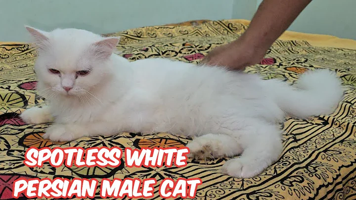 Video 4739121: persian kitten doll face, persian cat white male, pet farms