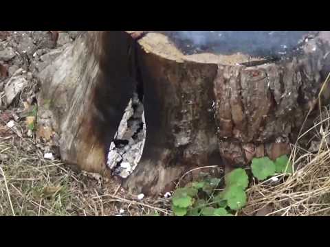 Vidéo: Comment tuer une souche de cèdre ?