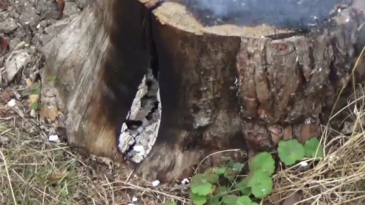 Détruire une souche d'arbre 