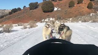 1 minute of Dog Sledding with Bear Ridge Adventures Utah by James Carter 115 views 2 years ago 59 seconds