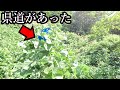 その県道区間が通れる日は二度とやってこないだろう…[富山県道59号 富山庄川線]