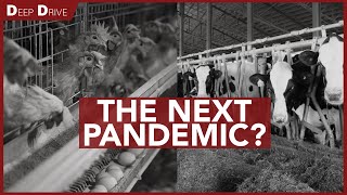 Will Bird Flu Be The Next Pandemic?