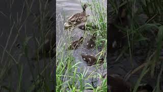 Кряква с утятами - попрыгунчики #shorts #mallards #ducklings