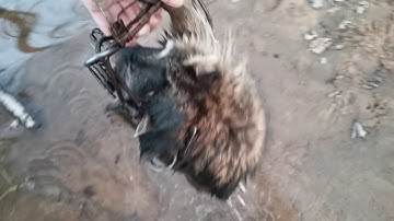 Day 6 River Trapping Wisconsin for Beaver, Coon, and Mink - Double Catch